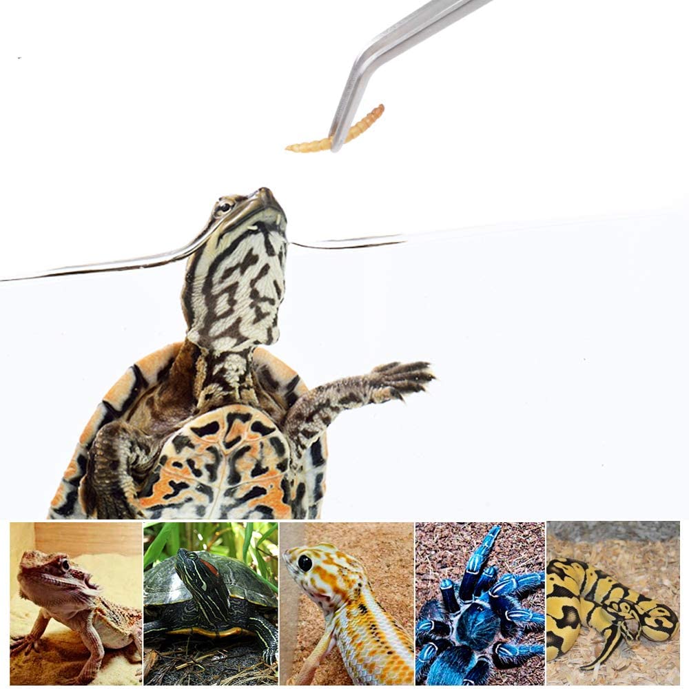 Stainless Steel Reptile Feedin - Feeding Tong Stainless บทวิจารณ์และราคา