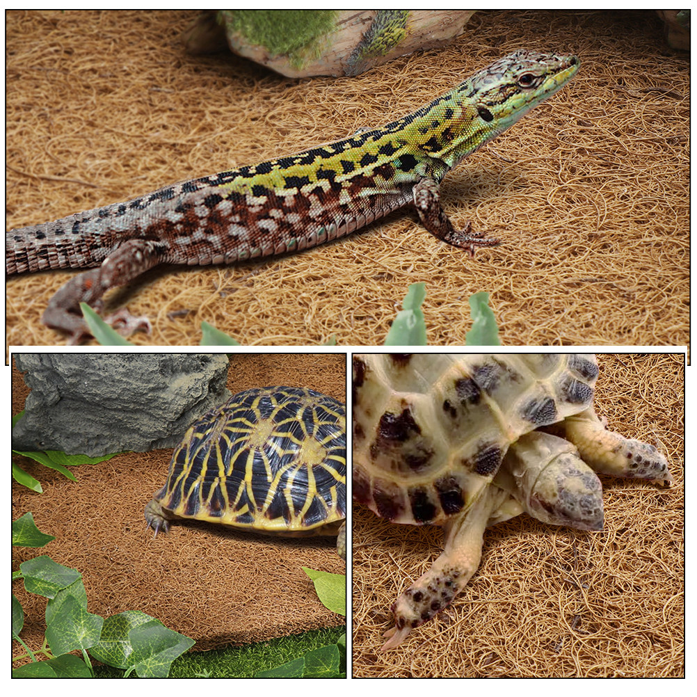 Terrarium Bedding for Reptiles - Substrate Coconut Fiber บทวิจารณ์และราคา