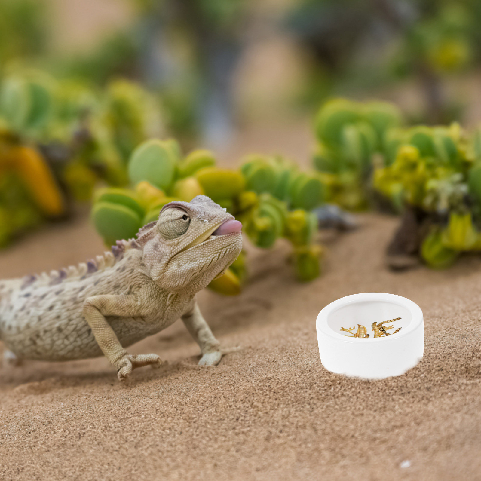 3Pcs Ceramics Reptile Feeding  - Water Dish Reptile บทวิจารณ์และราคา
